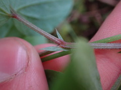 Lathyrus nevadensis