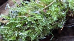 Rhynchostegium serrulatum