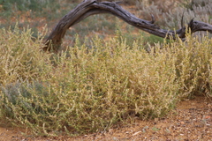 Salsola australis