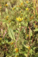 Bidens amplissima