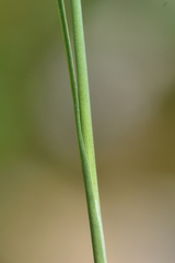 Juncus