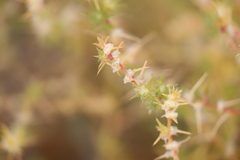 Salsola australis