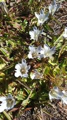 Gentiana newberryi