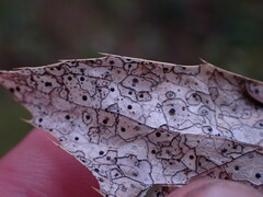 Coccomyces dentatus