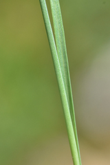 Juncus