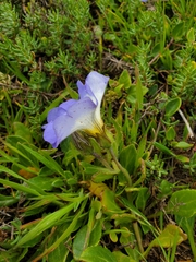 Nolana paradoxa