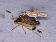 Fissicrambus quadrinotellus