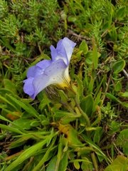 Nolana paradoxa