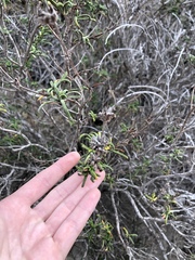 Salvia brandegeei
