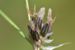 Juncus