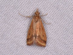 Microtheoris ophionalis