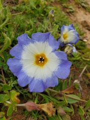 Nolana paradoxa