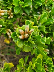 Baccharis vernalis