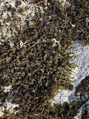 Racomitrium canescens