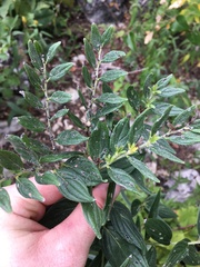 Lithospermum subsetosum