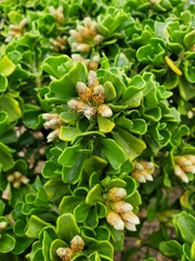 Baccharis vernalis