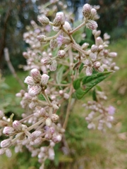 Lepidaploa danielis