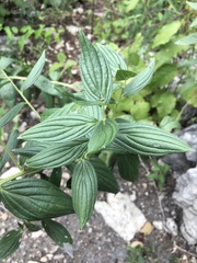 Lithospermum subsetosum