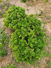 Baccharis vernalis