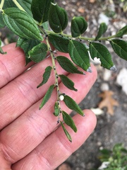 Lithospermum subsetosum