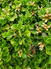 Baccharis vernalis