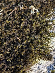 Racomitrium canescens