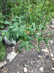 Lithospermum subsetosum