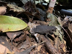 Rhinella festae