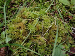 Kindbergia oregana