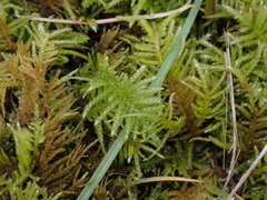 Kindbergia oregana