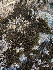 Racomitrium canescens