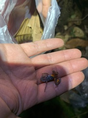 Pristimantis ventrimarmoratus