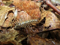 Thereuonema tuberculata