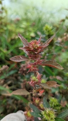 Acalypha gracilens