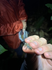 Pristimantis ventrimarmoratus