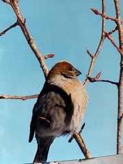 Pinicola enucleator