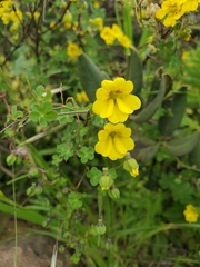 Tropaeolum