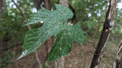 Vitis aestivalis