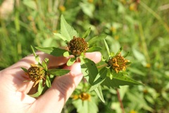 Bidens amplissima