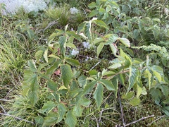Rubus canadensis