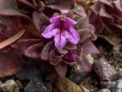 Diplacus