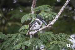 Chloroceryle amazona