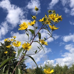 Helianthus grosseserratus