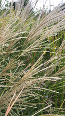 Miscanthus sinensis