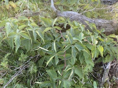 Rubus canadensis