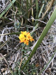 Oxylobium ellipticum