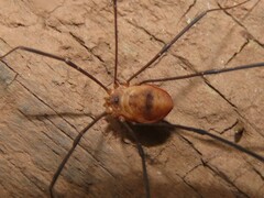 Leiobunum politum