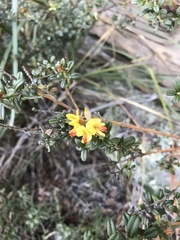 Oxylobium ellipticum