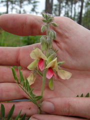 Tephrosia virginiana