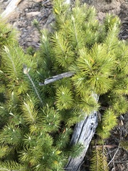 Stenanthera pinifolia